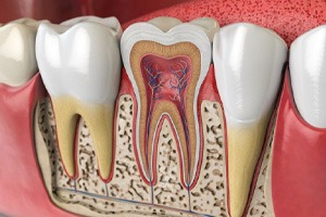 Illustrated cross-section of tooth anatomy