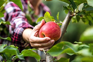 Woman picking an apple