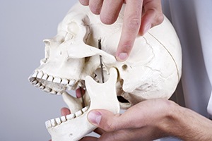 Model of human jaw and skull bone